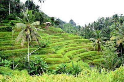 Bali Ayung River Rafting and Kintamani Mt. Batur Volcano View