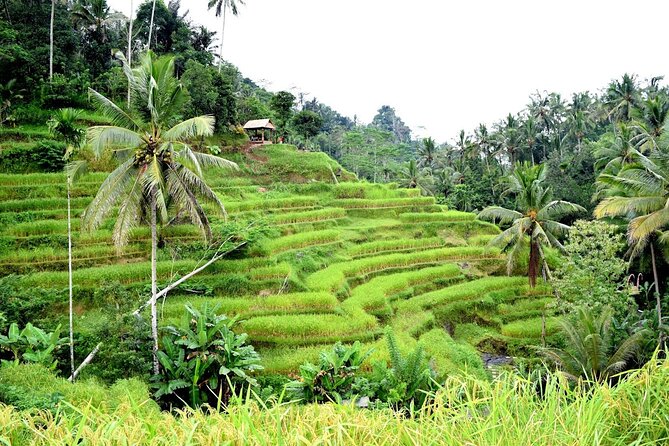 Bali Ayung River Rafting and Kintamani Mt. Batur Volcano View - The 3-hour Ayung River rafting run in Ubud