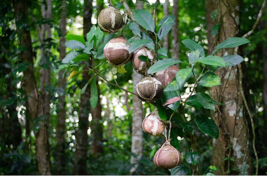 Bali/Batur: Mystical & Burial Rituals Tour with Kehen Temple - Kehen Temple: the steps of heaven and the banyan bell
