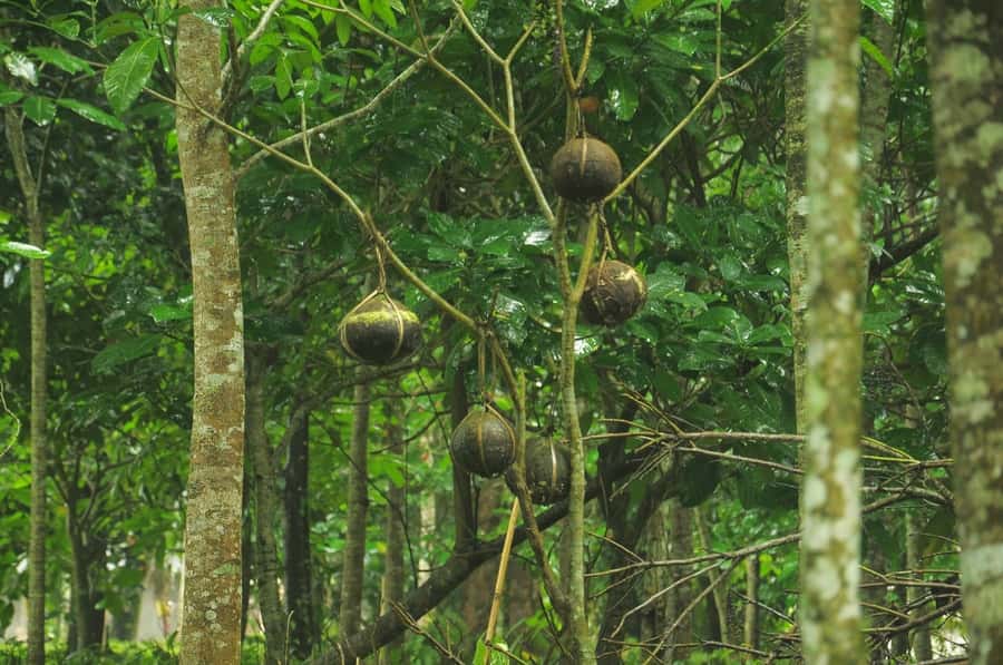 Bali/Batur: Mystical & Burial Rituals Tour with Kehen Temple - Value for $35: what you actually get, and what you might pay extra