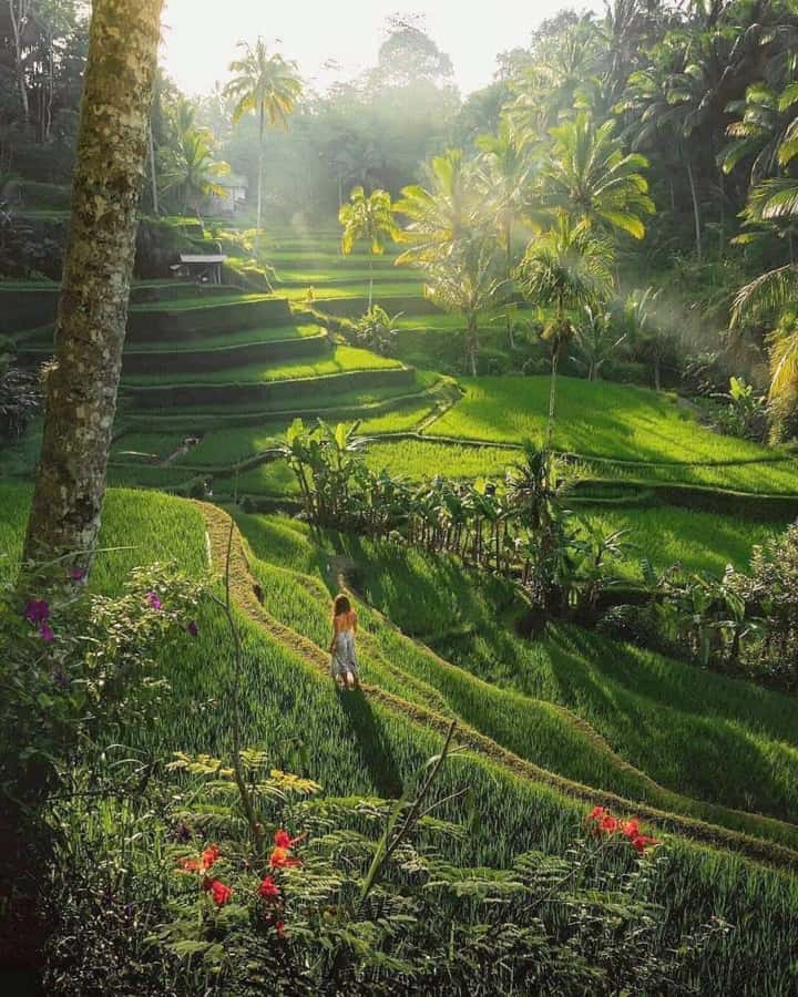 Bali : Highlight of Ubud Culture, Temple and Batur Volcano - Private car and driver first, so the day flows