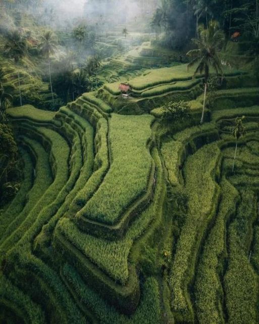 Bali : Highlight of Ubud Culture, Temple and Batur Volcano - Ulu Petanu waterfall plus coffee luwak: a sweet ending with questions