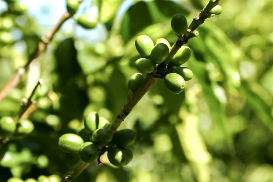 Bali: Mount Batur Sunrise Guided Hike and Natural Hot Spring - Temen coffee plantation: a calm follow-up to volcanic energy