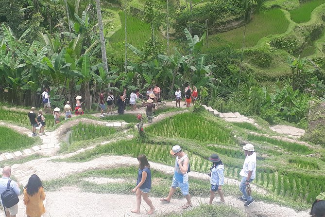 Batur Volcano Sunrise Trekking, Rice Teracce & Bali Coffee Plantation Tour - The 1 a.m. Pickup Routine: What Your Morning Looks Like