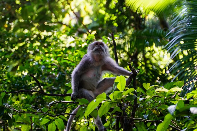 Full Day – Ubud Art Village and Mount Batur Kintamani with Lunch - Tegalalang rice terraces: Subak irrigation views that make sense