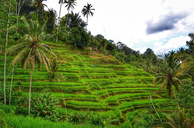 Private Tours : Natural Hot Spring, Batur Volcano and Waterfall - Coffee Plantation Stop: A Quick Culture Pause