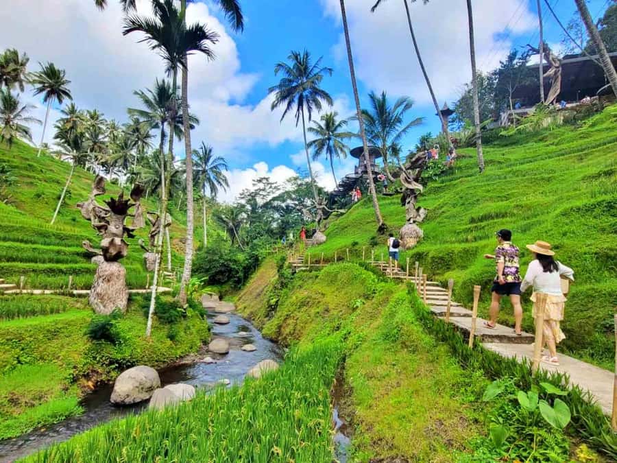 Ubud: Batur Cafe Sunrise, Zip-Line & Cretya Day Club Tour - Zip-line at Alas Harum Bali: adrenaline, jungle views, and safety limits
