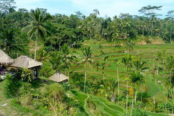 Ubud Combine Mount Batur Kintamani Tour - Driver and Group Pacing, The Real Secret Sauce
